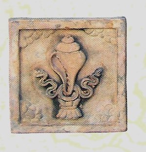 E512Conch Shell 8 x 8 in..jpg