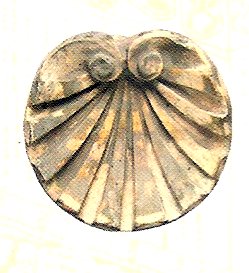 A140 Shell 7 x 7 in..jpg