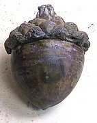 Acorn 5.5 in. H.JPG