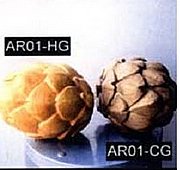 Y5069 Artichokes.JPG