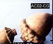 Y5075 Acorns.JPG